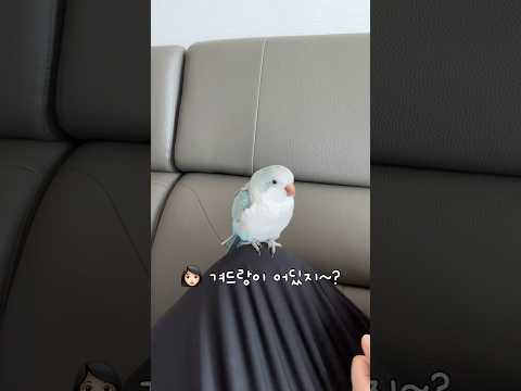 꾸꾸 겨(드)랑(이) 어디있지??