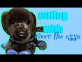 Day In The Life As An Essa Owner Those W0rking Dogs