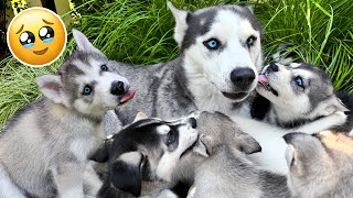Mother Reunites With Her Puppies After 2 Weeks Separated!