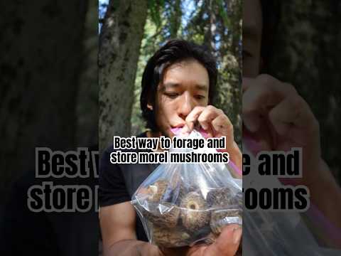 Best way to store morel mushrooms #foraging