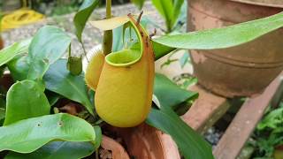 preview picture of video 'Pitcher Plant Garden'