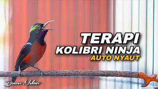 Download lagu TERAPI KONIN GACOR FULL ISIAN COCOK UNTUK MASTERAN KOLIBRI NINJA BAHAN TROTOLAN AGAR CEPAT NGOBRA mp3 Download lagu TERAPI KONIN GACOR FULL ISIAN COCOK UNTUK MASTERAN KOLIBRI NINJA BAHAN TROTOLAN AGAR CEPAT NGOBRA mp3