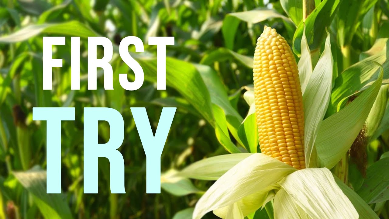Growing Corn - Beginner's Guide Seed to Harvest