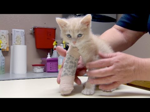 Cat Rescue Mission Brings Tears To My Eyes