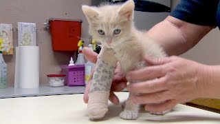Saving a 7-Week-Old Kitten&#39;s Broken Leg