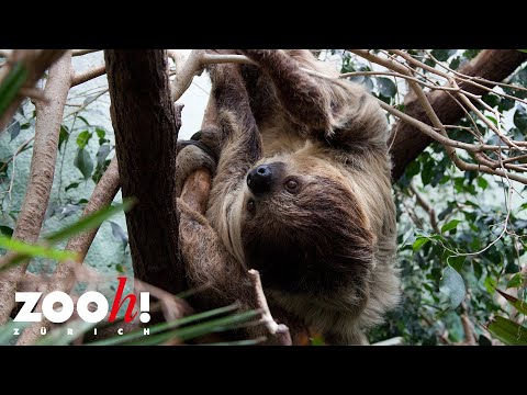 Das Faultier: ein Meister des Energiesparens