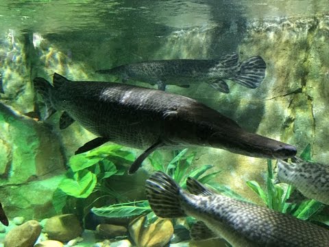 Monster Alligator Gar Atractosteus spatula HD tank