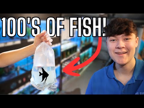 UNBOXING 100’s Of RARE Fish For My SMALL Tropical FISH Store!