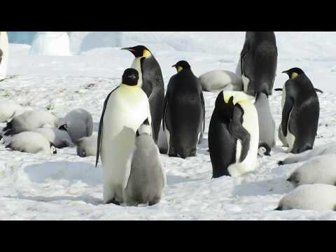 Emperor Penguin Chick Feeding