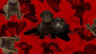 B-Nice ft. Quentin Miller &amp; Thecoolismac - Slippery When Wet