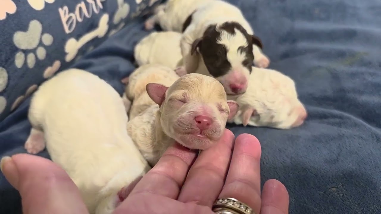 Four Sweet Schnoofle Born March 27th ready on May 22nd accepting Deposits call text 