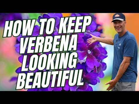 So bleibt Verbene den ganzen Sommer über schön.