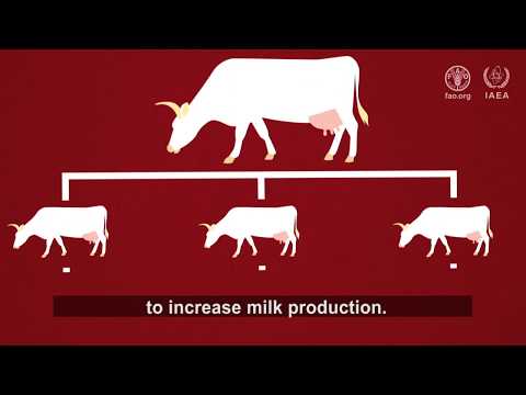 Using Nuclear Science to Improve Animal Breeding | IAEA