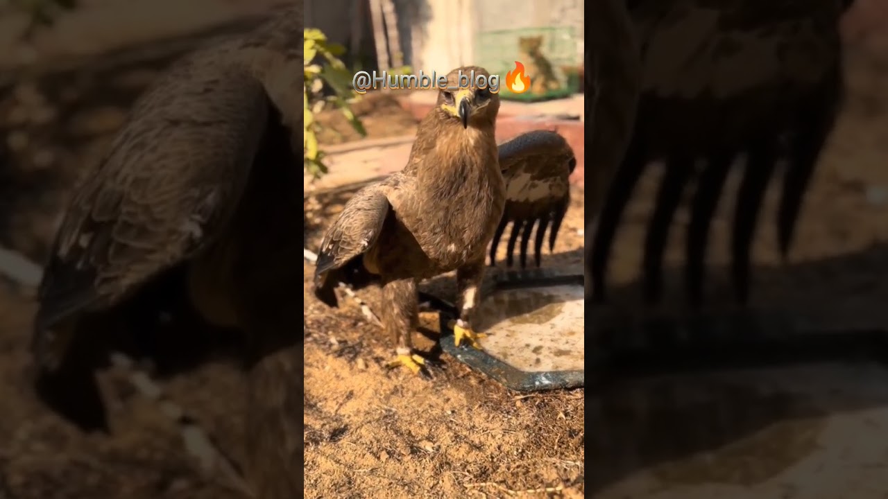 The Steppe Eagle: The Fierce King of Endless Skies 👑🔥#SteppeEagle #SkyEmperor #EaglePower