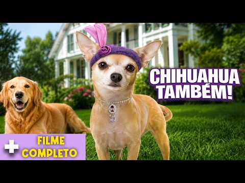 Chihuahua Também! | Filme para Família Completo