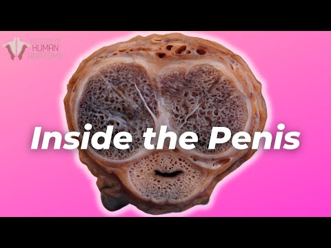 A legat un penis într  un nod