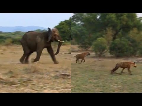 Elephant Defends Injured Lion from Hyena Attack
