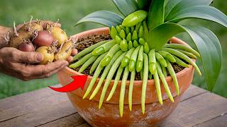 Just 1 Slice a Week! Watch Your Orchid Bloom 500% More and Leaves Shine