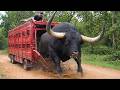 Watch These Animals Being Freed For The First Time
