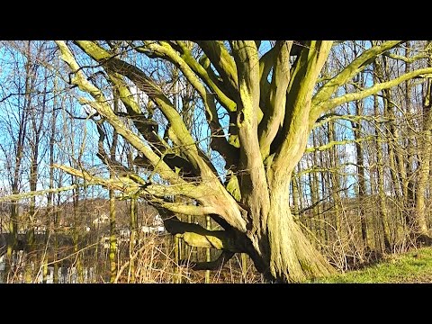 SERIE: Alte Hainbuch am Ortsrand von Beckum