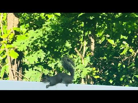 The Squirrel Surveillance Team Has Arrived