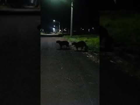 As capivarinhas em Canarana #canarana #capivara #matogrosso #terçou #boanoite boanoite