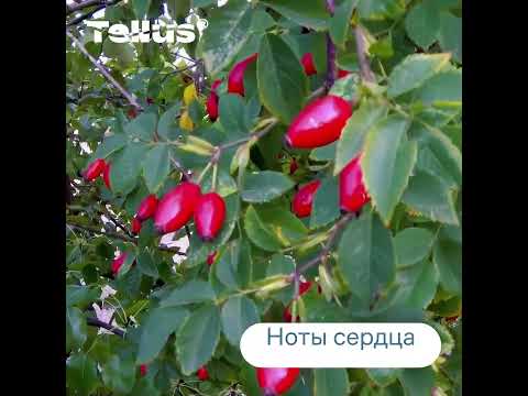 Миниатюра изображения товара Мыло жидкое Tork Мягкое / 420511 (1л)