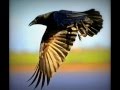 3 Black Crows - Blackmore's Night 