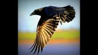 3 Black Crows - Blackmore's Night