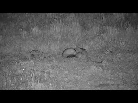 Kwa: Side-striped Jackal sleeping in the field - 21:20 - 05/30/19