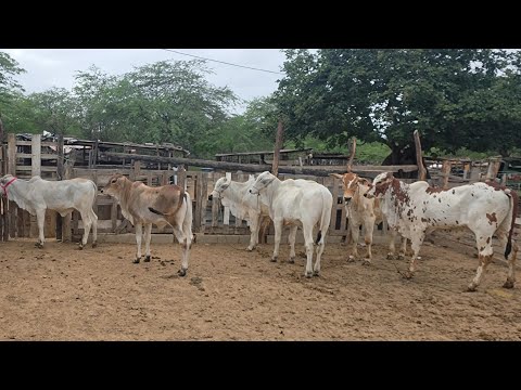 FOI VISITAR O CURRAL DE PARAÍBA DO GADO 