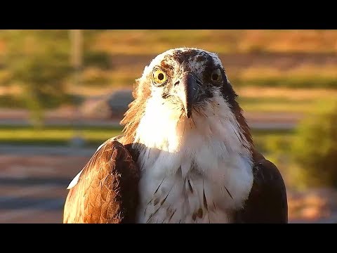 Hellgate ospreys 6 22 17 652pm 1017pm Time with Louis & Iris Iris IS BACK!