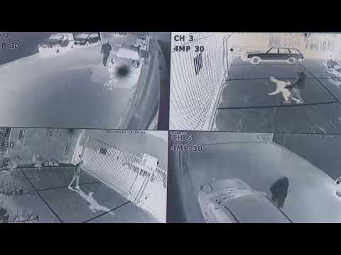 Particle Kid — Someone Else's Dream (ft. J Mascis, Paul Bushnell & Sunny War) [Official Music Video]