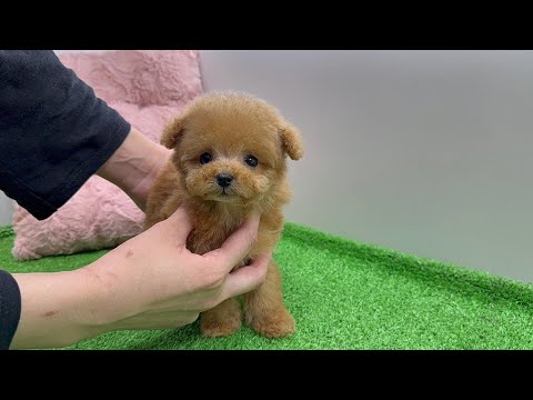 YouTube動画のサムネイル