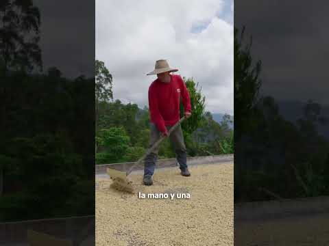 El Águila, Corazón Cafetero del Norte del Valle del Cauca: Naturaleza y Tradición