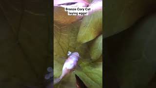Cory Catfish Laying Eggs #corycatfish #catfish #corydoras #aquarium
