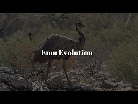 emu evolution