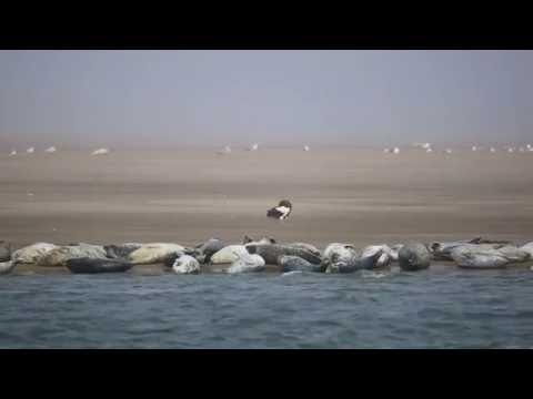 Nature of the Sakhalin island