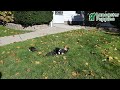 Boston Terrier dogs for sale: Flicka - Video 1