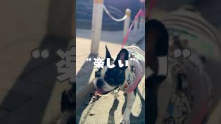 晴天のお散歩はやっぱり楽しい♪
