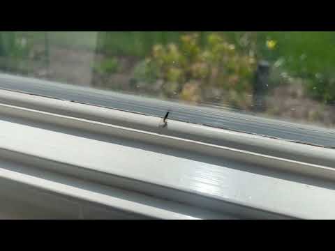 Termite Swarmers Found in Bedroom in Highland Park, NJ