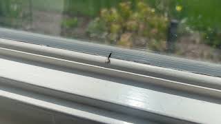 Termite Swarmers Found in Bedroom in Highland Park, NJ