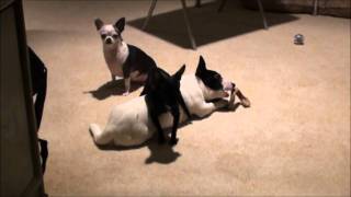 Humpy Puppy Freak Out