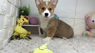 コーギーの動画01