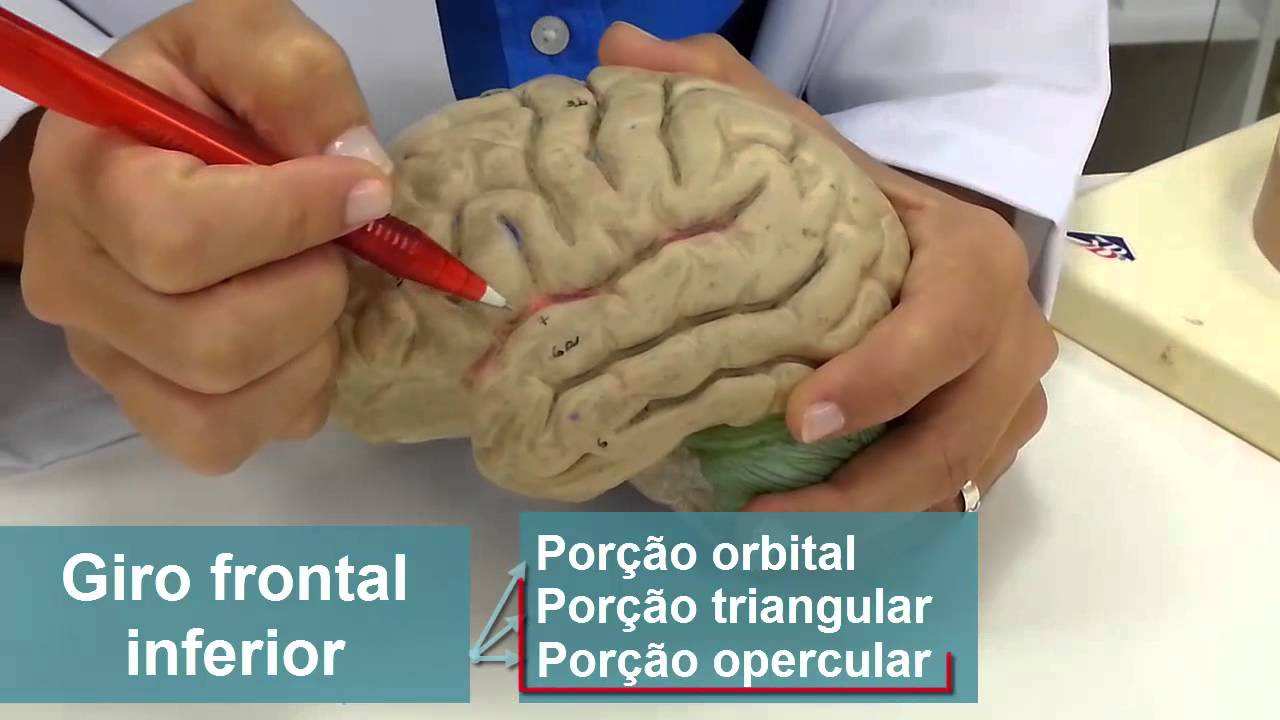 Telencéfalo - parte 2: Face súpero-lateral
