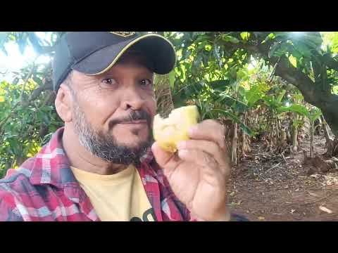 Episódio 2 férias no Paraná. Miraselva PR