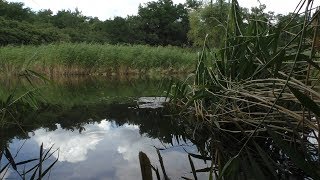 Плотва летом на поплавочную удочку наживка