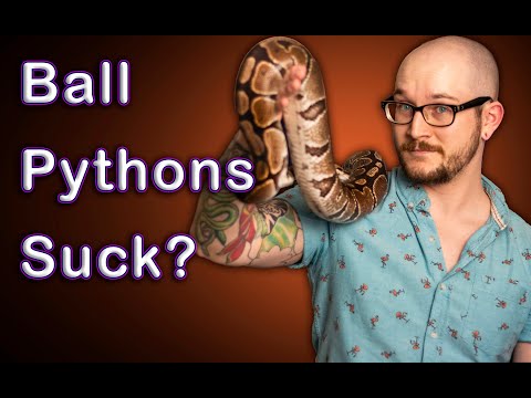 YouTube video about: Can a ball python kill a cat?