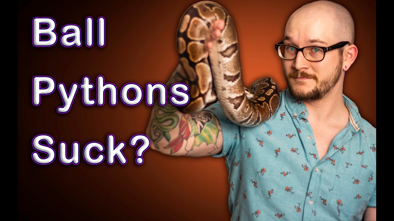 DO NOT Get A Pet Ball Python! | 3 Reasons Why Ball Pythons Are Not Good For Beginners