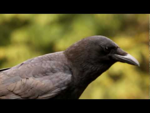 Crow (Corvus brachyrhynchos) Cawing Among Chickadees in Vancouver BC 15Apr2010
